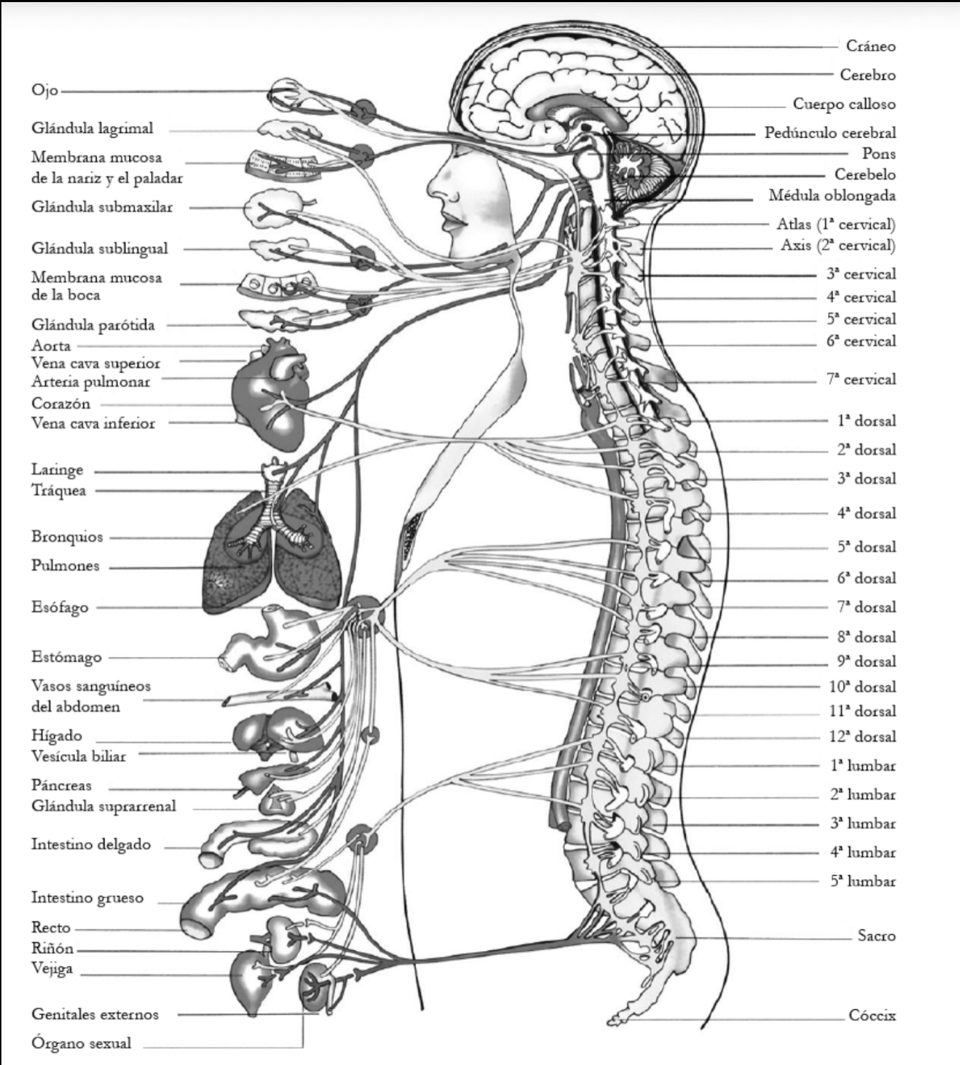 Esquema anatómico del sistema nervioso y su conexión con los órganos internos, destacando la relación entre cerebro, médula espinal y cuerpo.